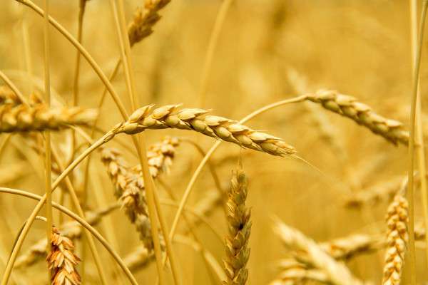 小麦喂鸽子有什么好处