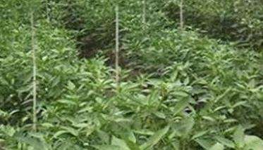 辣椒生长不良原因有哪些 辣椒生长不良如何解决