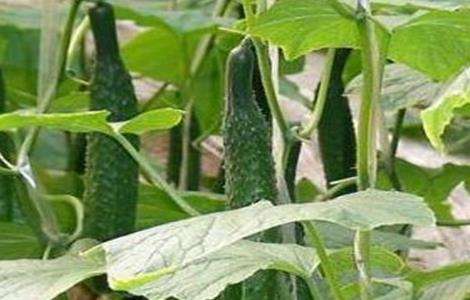 大棚黄瓜管理技术
