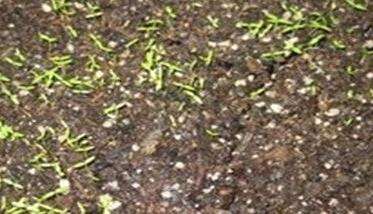 西洋芹种子处理和催芽 西洋芹的播种育苗技术