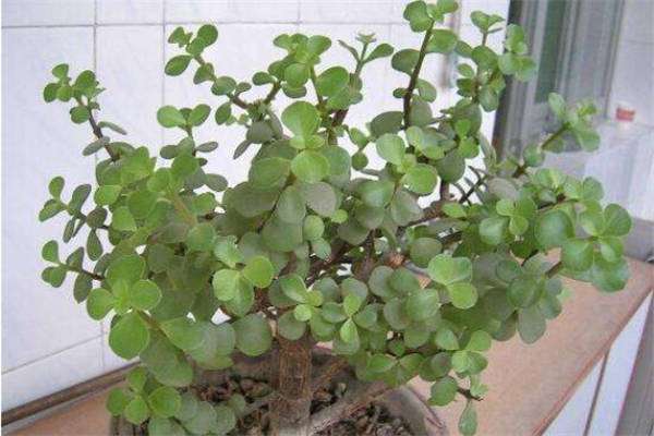 金枝玉叶夏季怎么养护 需要注意什么？