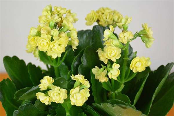 长寿花花期可以修剪叶子吗 方法是什么？