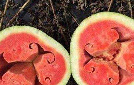 西瓜空心的原因及预防多久？