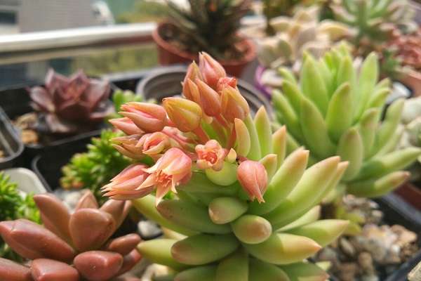 千佛手怎么养让它开花 需要满足什么?