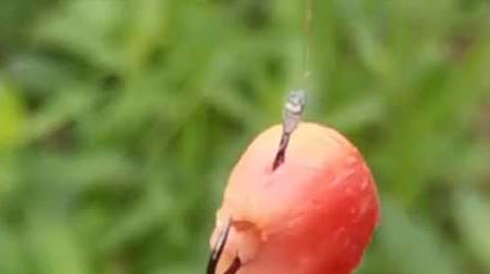 玉米挂钩方法及作钓技巧
