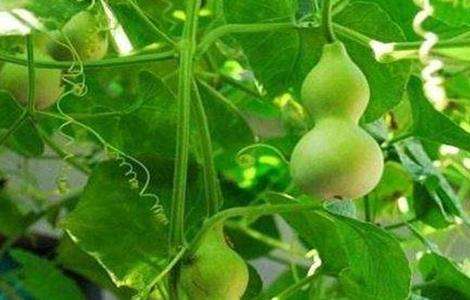 小葫芦的种植多久?