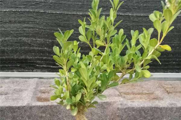小叶黄杨怎么养 方法是什么？