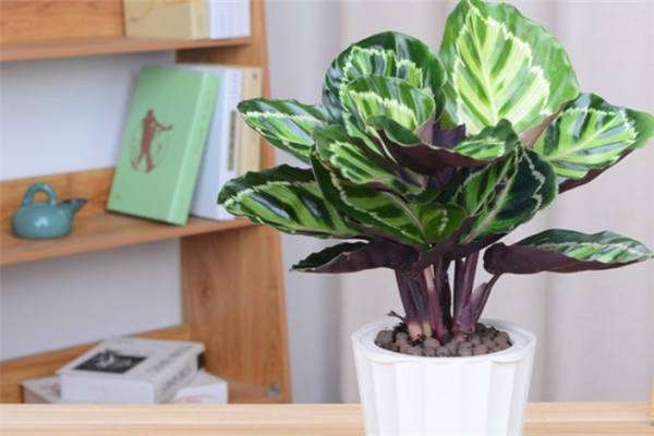 孔雀竹芋多久浇一次水 浇水方法是什么？