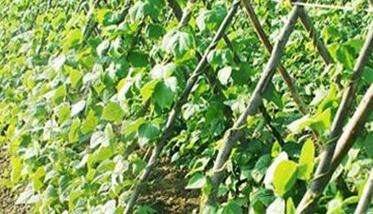 豆角种植密度与间隔如何掌握?豆角的管理要点