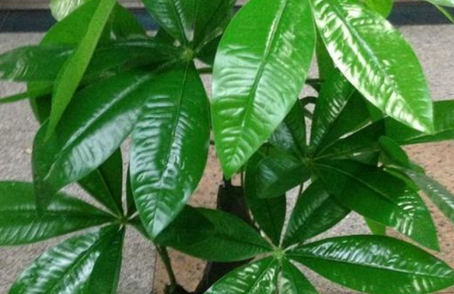 室内发财树怎么养才能更旺盛 养护时有哪些注意事项