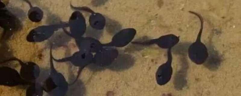 养殖蝌蚪死亡的原因 养殖蝌蚪死亡的原因?