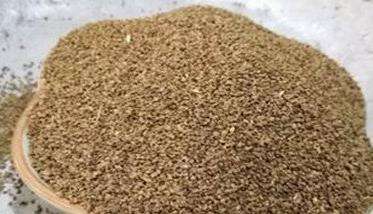 西洋芹种子处理和催芽 西洋芹的播种育苗技术