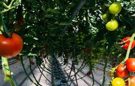 番茄无土栽培技术要点