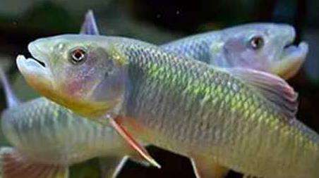 钓马口鱼的技巧和多久？