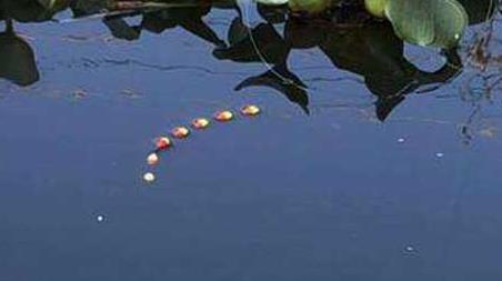 七星漂如何判断鱼上钩了