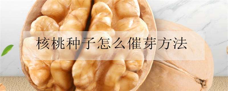 核桃种子怎么催芽多久？