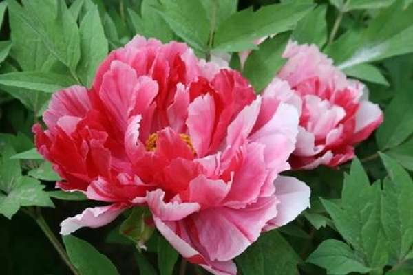 牡丹叶子发黄怎么办 叶子发黄的原因及处理办法