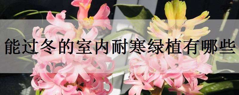能过冬的室内耐寒绿植有哪些?