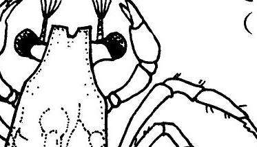 河蟹幼体的分期与发育阶段 河蟹幼体的生长过程