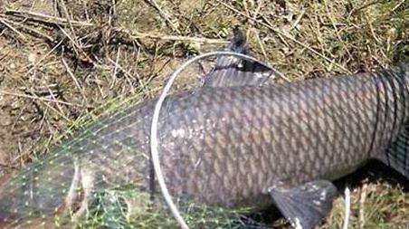 钓青鱼技巧及注意事项