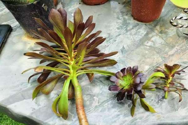 无根多肉怎么种植 具体方法是什么？