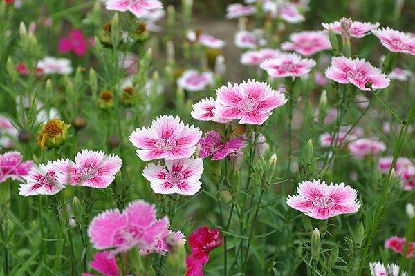 石竹有多少个品种 不同品种石竹图片大全