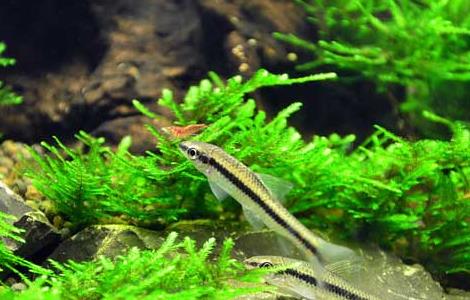 神仙鱼和什么鱼混养？