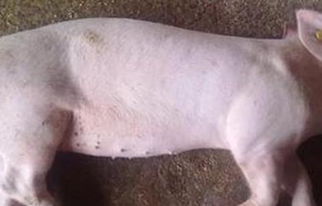 猪饲料中毒或药物中毒的抢救多久？