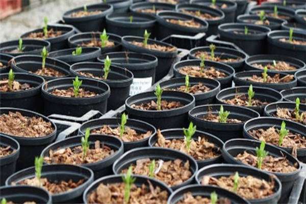 铁线莲僵苗处理方法 需要注意什么？