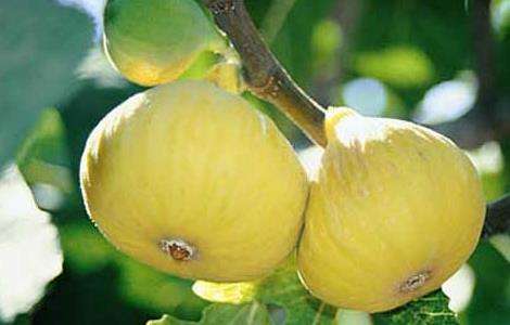 中国无花果产地有哪些？