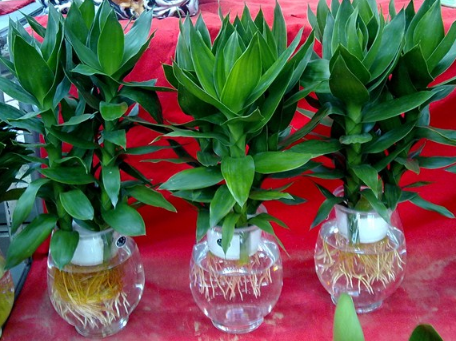 莲花竹的水养殖方法 莲花竹养护技巧总结