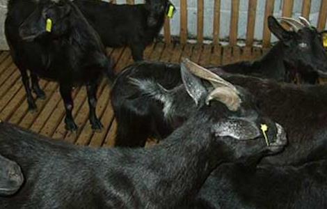 黑山羊养殖管理技术