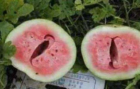 西瓜空心的原因及预防多久？
