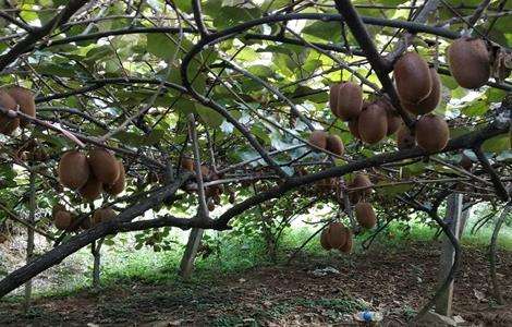 猕猴桃树修剪注意事项