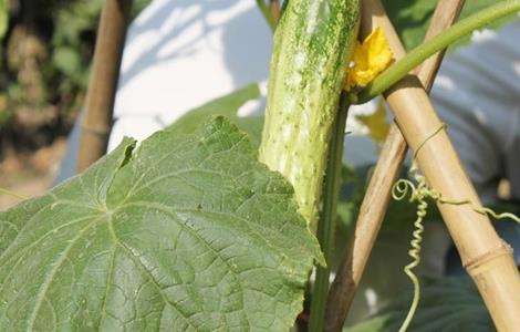 夏季黄瓜种植注意事项