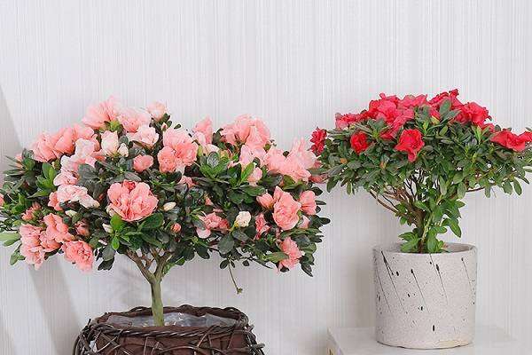 怎样可以让杜鹃花经常开花 需要满足什么条件