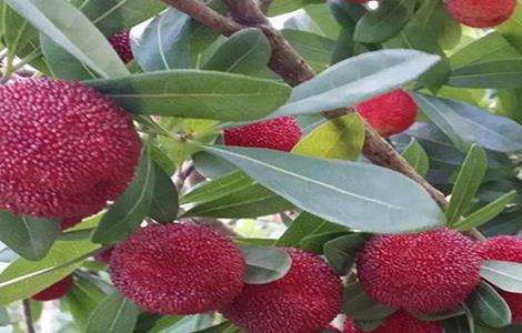 杨梅的繁殖多久？