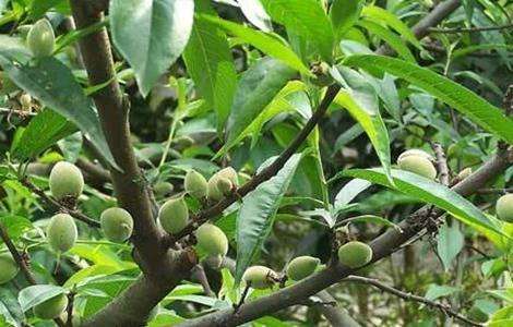 桃子高产栽培管理技术