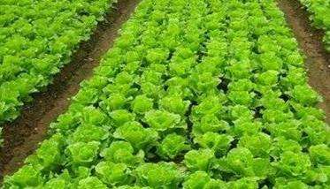 生菜定植株行距是多少 生菜定植方法与步骤