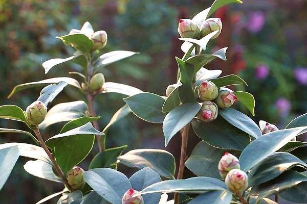 茶花掉花苞是什么原因 处理方法是什么？