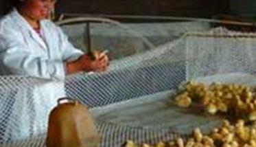 鸭育雏温度是多少?鸭雏的饲养密度要求