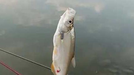 台钓线组搭配有哪些技巧