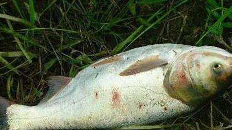 鲢鳙钓组安装方法有哪些？