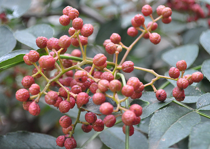 花椒什么时候种植好 科学管理方法是什么?