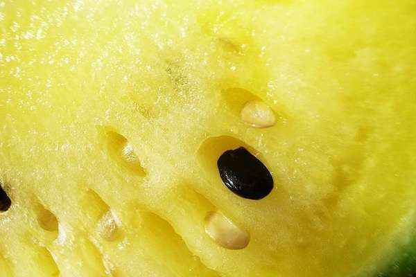 凤瓜和西瓜有什么区别？ 辨别方法有哪些？