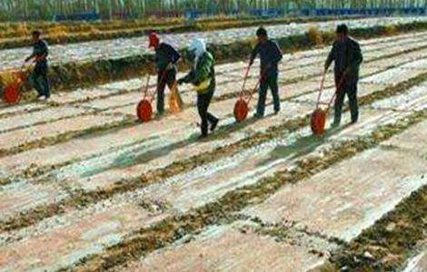 地膜洋葱定植技术