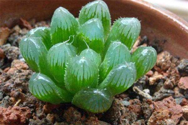 无孔花盆可以养玉露吗 方法是什么？