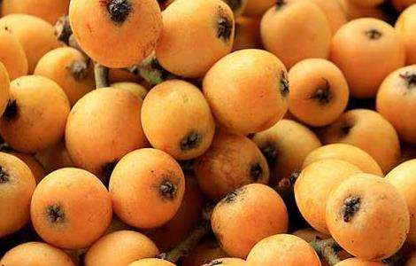 大果枇杷的种植栽培技术