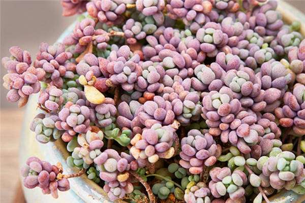 姬星美人怎么变紫色 有什么窍门