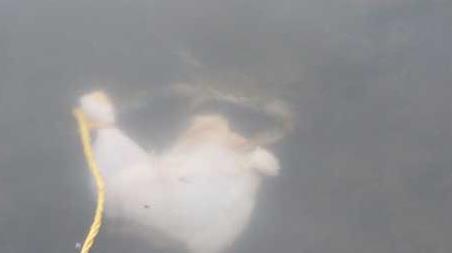 钓螃蟹的最快方法及注意事项